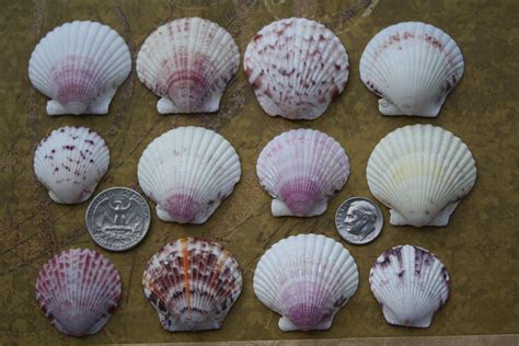 Scallop Shells Collected From The Beach On Sanibel Island Ocean