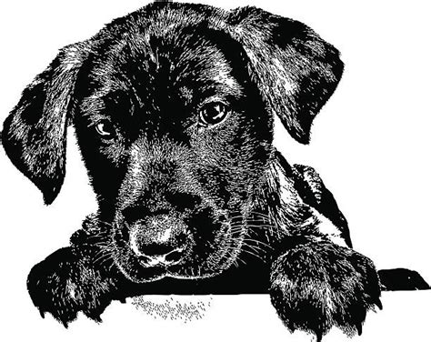 Royalty Free Labrador Retriever Clip Art Vector Images And Illustrations