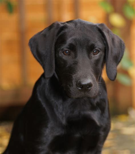 Four Month Old Black Labrador Photograph Taken With A Macro Lens Dog