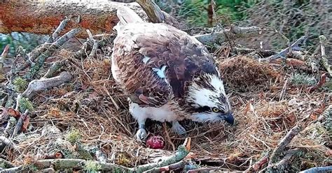 Cracking Easter In Store As First Osprey Egg Of Season Is Laid At Loch Of The Lowes Wildlife