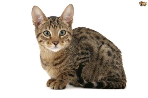 Large Breed House Cats Cats Types