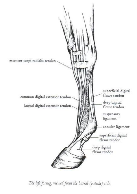 It is no secret that the tendon on the leg plays a determining factor in a person's physical activity, and if something happens to him (inflammation, stretching or rupture). Tendon and Ligament Injuries - David Ramey, DVMDavid Ramey, DVM