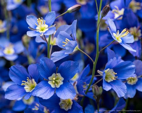 Blue Flax Heliophila Coronopfolia Beautiful Flower Pictures Blog