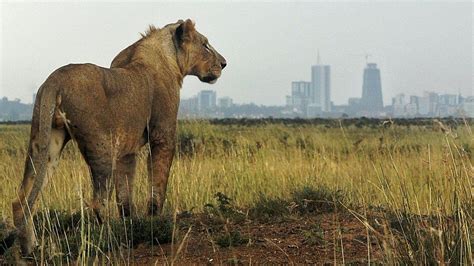 Kenya Lion Escape Nairobi On Alert Bbc News