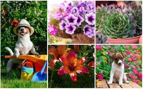 We did not find results for: 10 Best Dog-Safe Perennials - Garden Lovers Club