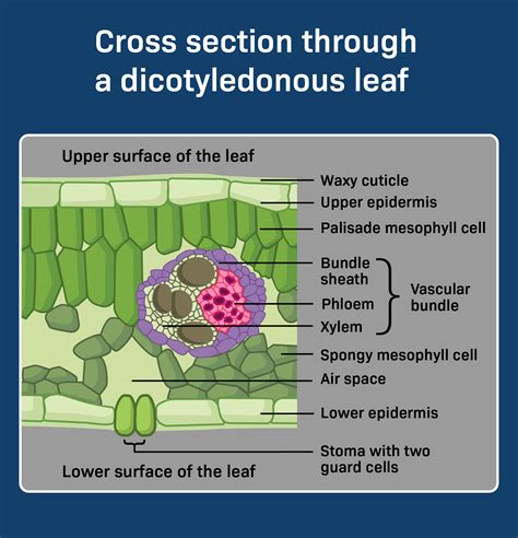 Cross Section Of Leaf Xylem And Phloem