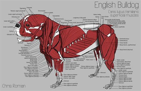 Dogmuscles 1600×1035 Animal Anatomy Pinterest Anatomy