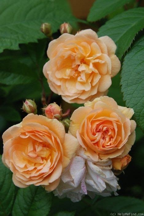 Ghislaine De Féligonde Rose Photo Floribunda Roses Beautiful