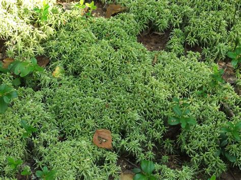 Garden Answers Ground Cover Thuem Garden Plant