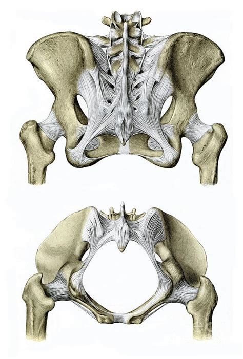 Female Pelvis And Ligaments Photograph By Microscapescience Photo