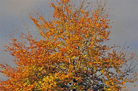 Free Photo Autumn Beech In The Sun Beech Tree Nature Tree Yellow