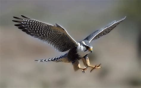 Falcon Full Hd Wallpaper And Background Image 2560x1600 Id396429