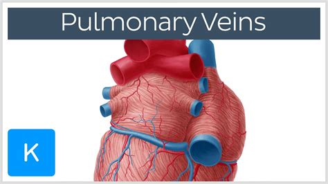 Pulmonary Veins Location And Function Human Anatomy Kenhub Youtube