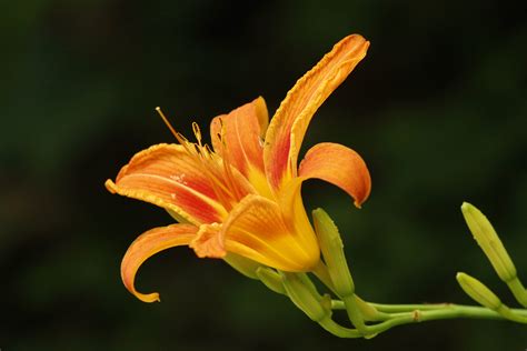 Orange Day Lily Birds And Blooms