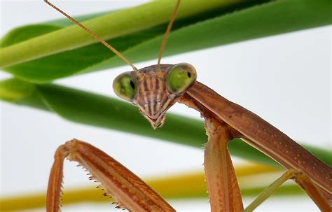 Tenodera Sinensis Chinese Mantis Adult Ralf Flickr