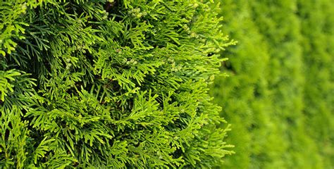 Thuja Occidentalis ‘brabant Hedging