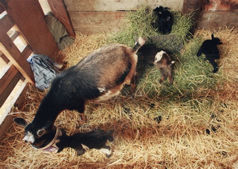 Everyone Loves Baby Goats — Nesting Gypsy