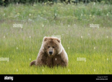 Alaskan Coastal Brown Bear Lake Clark National Park Stock Photo Alamy