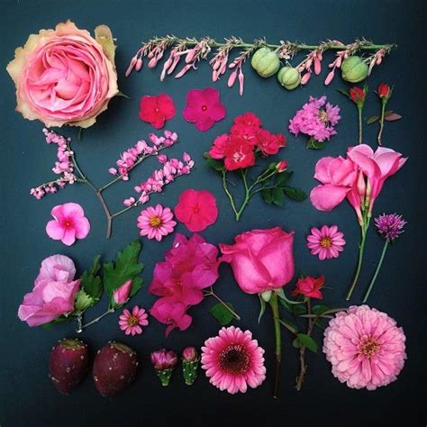 Emily Blincoe Thuglifeforevs Flowers Photography Beautiful Flowers Flower Arrangements