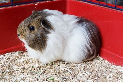 How Much Are Guinea Pigs At Petsmart 2022 Update Pet Arenas