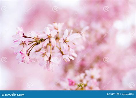 Pink Weeping Cherry Blossoms Stock Photo Image Of Blossom Blossoms