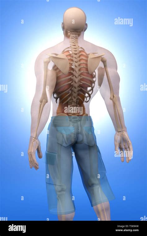 3d Visualization Of The Human Anatomy The Internal Organs In A Semi