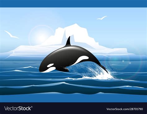 Orca Or Killer Whale Jumps Out Water Royalty Free Vector