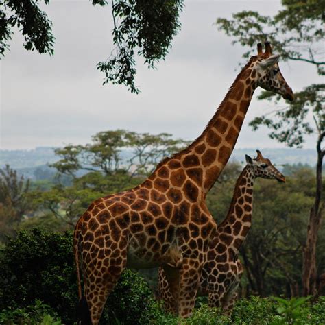 Giraffe Centre (Nairobi) - All You Need to Know BEFORE You Go