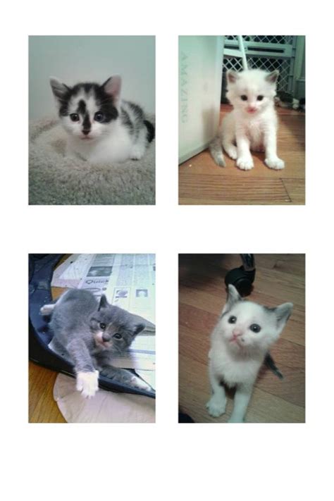 At petsmart, we never sell dogs or cats. Mama cat and kittens for adoption | West Hartford, CT Patch