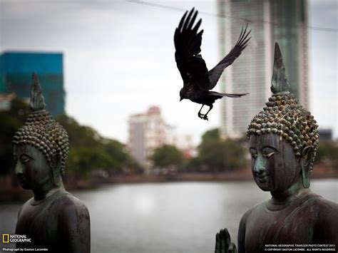 Buddhas And Bird Sri Lanka National Geographic Travel Photos Preview
