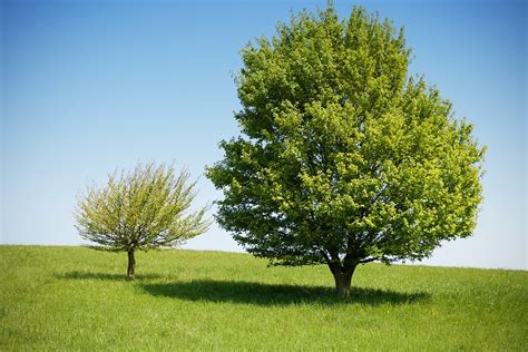 Gratis Foto Bomen De Natuur Landschap Zomer Gratis Afbeelding Op