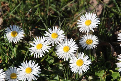 Wallpaper Flowers Grass Shadow Summer Daisies Daisy Flower