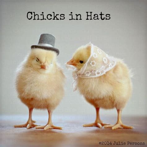 Pin On Chicks In Hats