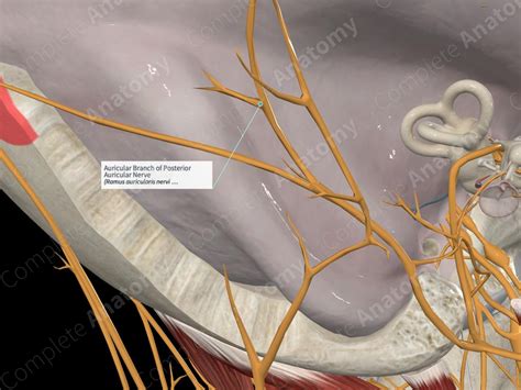 Auricular Branch Of Posterior Auricular Nerve Complete Anatomy