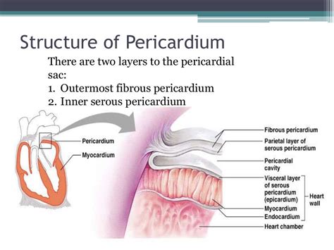 Anatomy Of Pericardium