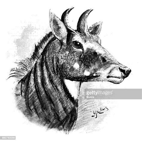 Nilgai High Res Illustrations Getty Images