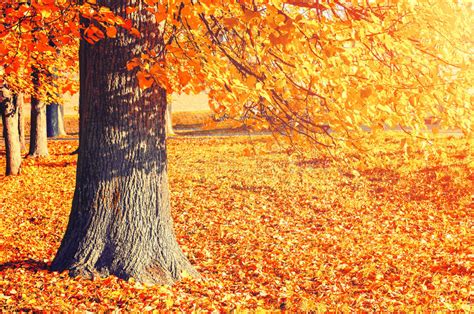 Autumn Picturesque Landscape Desiduous Autumn Tree With Fallen Autumn