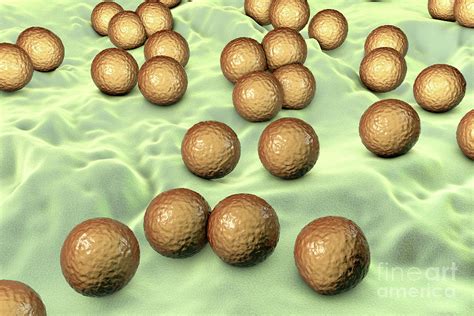 Micrococcus Luteus Bacteria Photograph By Kateryna Konscience Photo