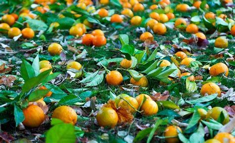 فرارو تصاویر نارنج چینی در باغ ارم شیراز