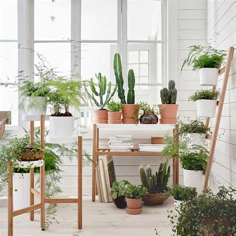 Ideas Of How To Display Indoor Plants Harmoniously