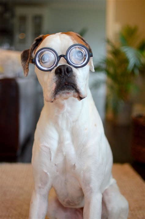 White Boxer Dog In Glasses Optykwnecie White