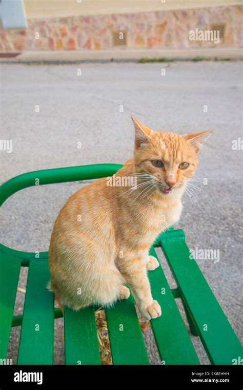 Tabby Cat Meowing Stock Photo Alamy