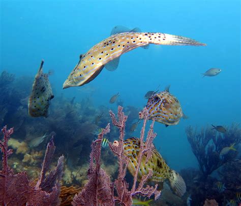 Florida Keys National Marine Sanctuary Foundation
