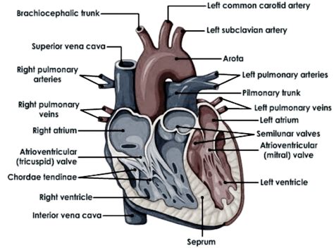 The left side of the heart: Draw a diagram of the front view of human heart and label ...
