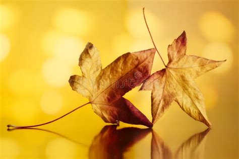 Golden Autumn Leaves Stock Image Image Of Background 183600227