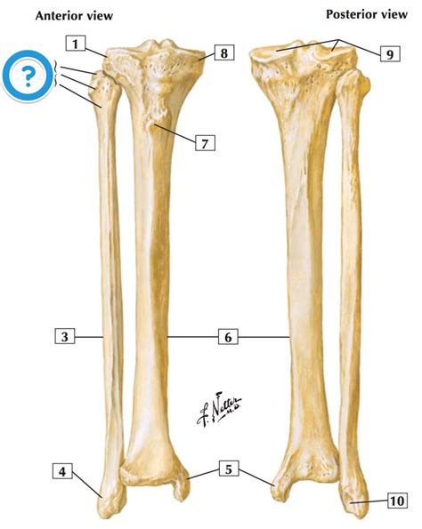 Level 9 Principles Lower Limb Osteology Mbchb Anatomy Dundee