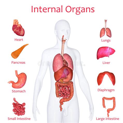 Illustration of woman\'s internal organs. Internal organs stock illustration. Illustration of lungs ...