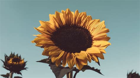 Download Wallpaper 1366x768 Sunflower Flower Bloom Yellow Plant
