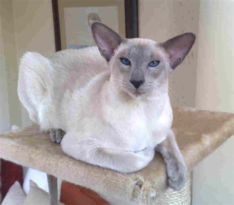 Siamese Cats In South Africa