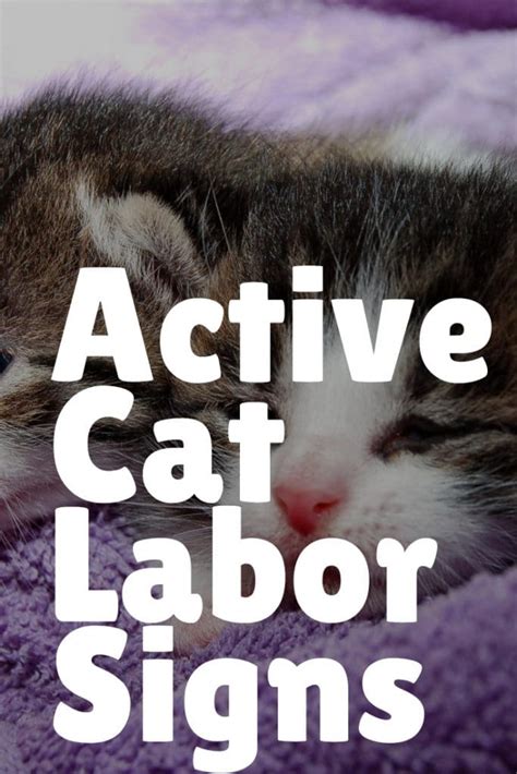 Signs Of Active Cat Labor Valrie Goldberg